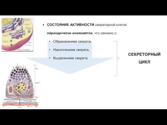 СОСТОЯНИЕ АКТИВНОСТИ секреторной клетки периодически изменяется, что связано с: Образованием секрета, Накоплением