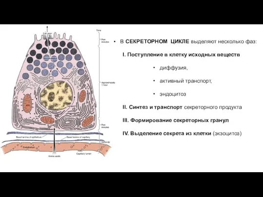 В СЕКРЕТОРНОМ ЦИКЛЕ выделяют несколько фаз: I. Поступление в клетку исходных веществ