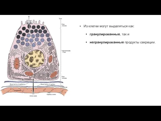Из клетки могут выделяться как: гранулированные, так и негранулированные продукты секреции.