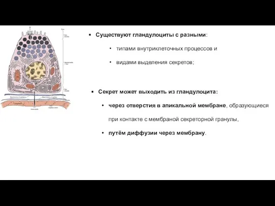 Существуют гландулоциты с разными: типами внутриклеточных процессов и видами выделения секретов; Секрет