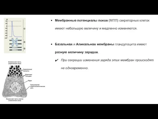 Мембранные потенциалы покоя (МПП) секреторных клеток имеют небольшую величину и медленно изменяются.