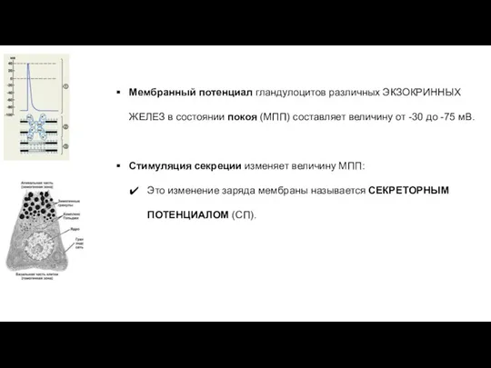 Мембранный потенциал гландулоцитов различных ЭКЗОКРИННЫХ ЖЕЛЕЗ в состоянии покоя (МПП) составляет величину