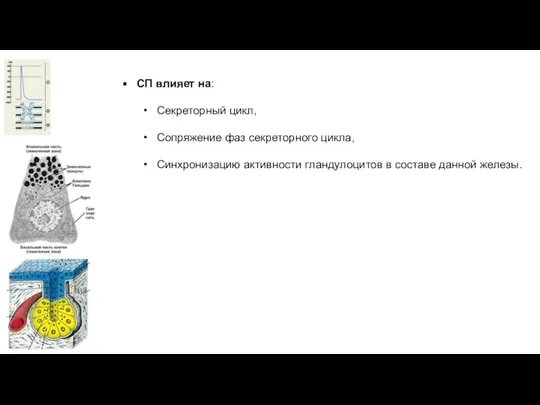 СП влияет на: Секреторный цикл, Сопряжение фаз секреторного цикла, Синхронизацию активности гландулоцитов в составе данной железы.