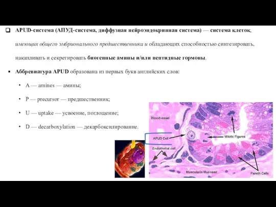 APUD-система (АПУД-система, диффузная нейроэндокринная система) — система клеток, имеющих общего эмбрионального предшественника