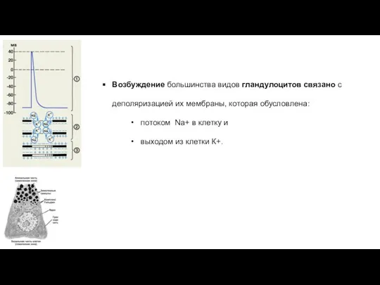 Возбуждение большинства видов гландулоцитов связано с деполяризацией их мембраны, которая обусловлена: потоком