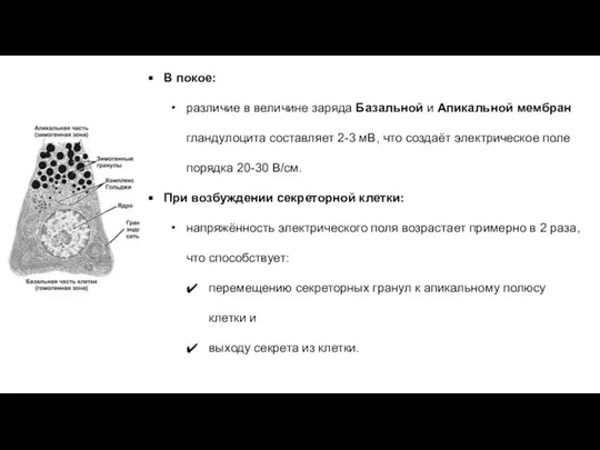 В покое: различие в величине заряда Базальной и Апикальной мембран гландулоцита составляет