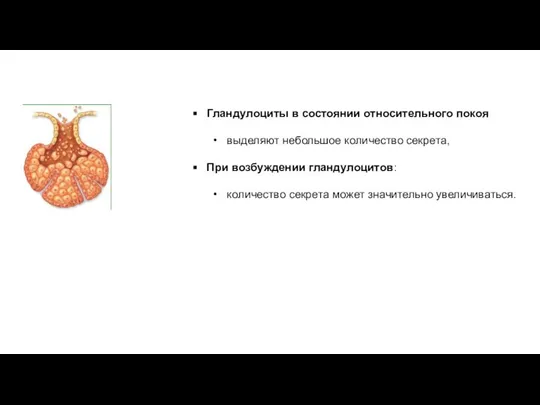 Гландулоциты в состоянии относительного покоя выделяют небольшое количество секрета, При возбуждении гландулоцитов: