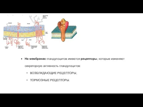 На мембранах гландулоцитов имеются рецепторы, которые изменяют секреторную активность гландулоцитов: ВОЗБУЖДАЮЩИЕ РЕЦЕПТОРЫ, ТОРМОЗНЫЕ РЕЦЕПТОРЫ.