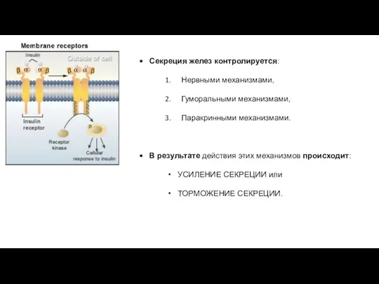 Секреция желез контролируется: Нервными механизмами, Гуморальными механизмами, Паракринными механизмами. В результате действия