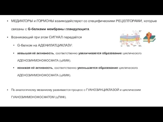 МЕДИАТОРЫ и ГОРМОНЫ взаимодействуют со специфическими РЕЦЕПТОРАМИ, которые связаны с G-белками мембраны