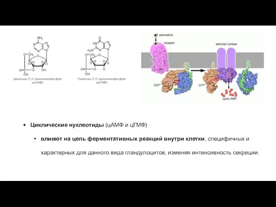 Циклические нуклеотиды (цАМФ и цГМФ) влияют на цепь ферментативных реакций внутри клетки,