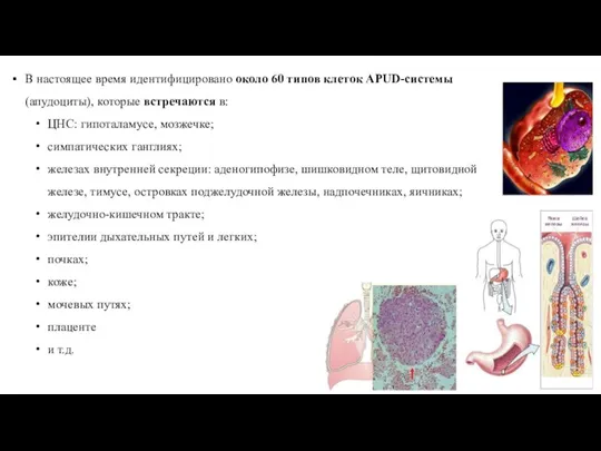 В настоящее время идентифицировано около 60 типов клеток APUD-системы (апудоциты), которые встречаются