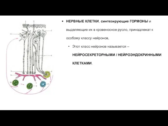 НЕРВНЫЕ КЛЕТКИ, синтезирующие ГОРМОНЫ и выделяющие их в кровеносное русло, принадлежат к