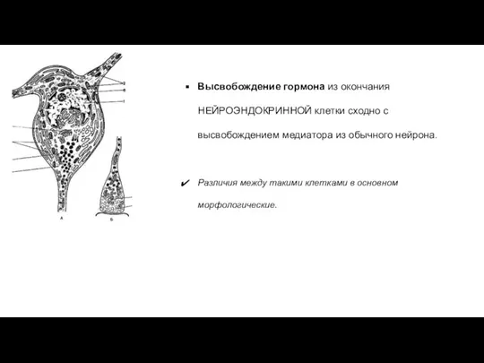 Высвобождение гормона из окончания НЕЙРОЭНДОКРИННОЙ клетки сходно с высвобождением медиатора из обычного