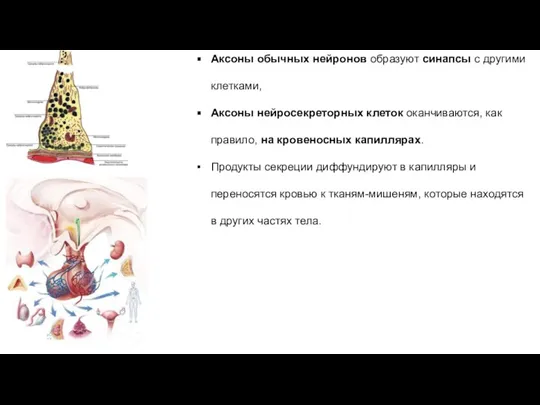 Аксоны обычных нейронов образуют синапсы с другими клетками, Аксоны нейросекреторных клеток оканчиваются,