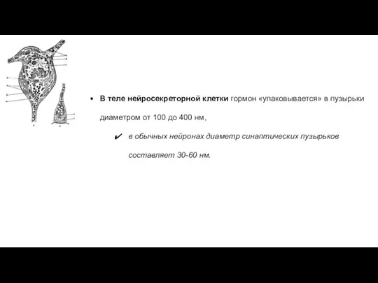 В теле нейросекреторной клетки гормон «упаковывается» в пузырьки диаметром от 100 до