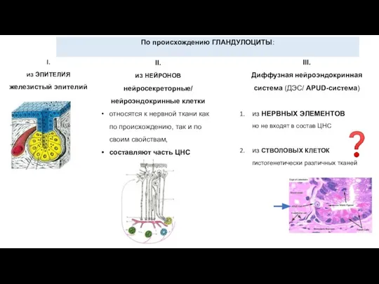 По происхождению ГЛАНДУЛОЦИТЫ: I. из ЭПИТЕЛИЯ железистый эпителий II. из НЕЙРОНОВ нейросекреторные/