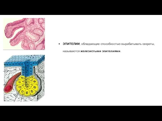 ЭПИТЕЛИИ, обладающие способностью вырабатывать секреты, называются железистыми эпителиями.