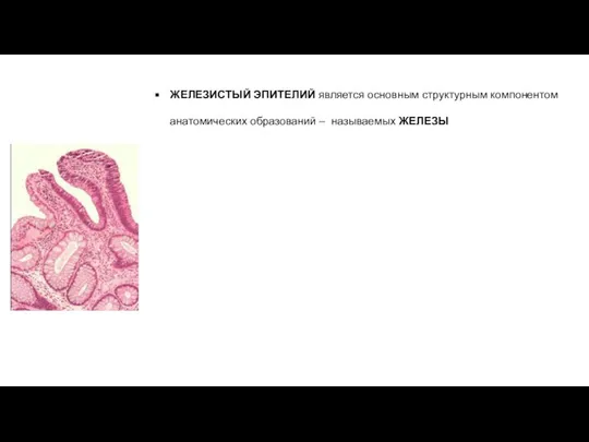 ЖЕЛЕЗИСТЫЙ ЭПИТЕЛИЙ является основным структурным компонентом анатомических образований – называемых ЖЕЛЕЗЫ