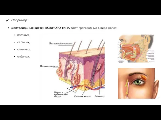Например: Эпителальные клетки КОЖНОГО ТИПА дают производные в виде желез: потовых, сальных, слюнных, слёзных.