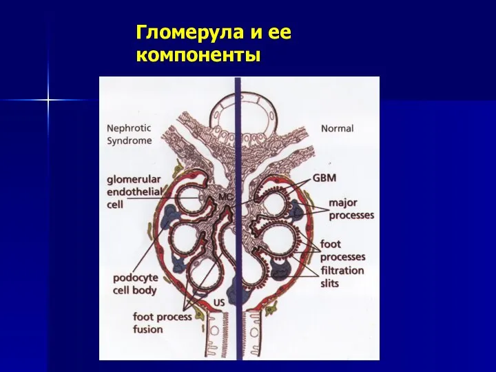 Гломерула и ее компоненты