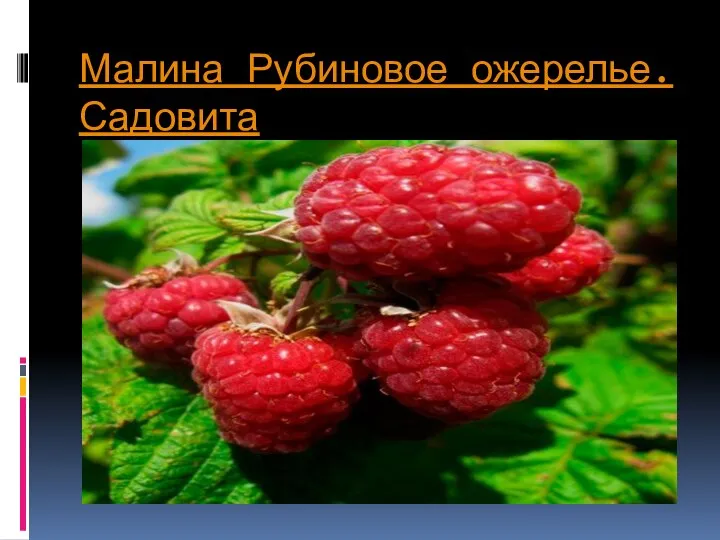 Малина Рубиновое ожерелье. Садовита