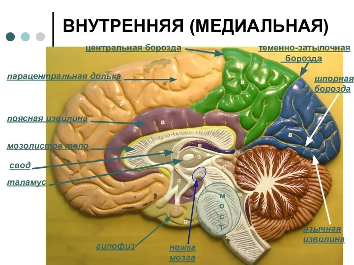 ВНУТРЕННЯЯ (МЕДИАЛЬНАЯ) поясная извилина парацентральная долька мозолистое тело свод таламус шпорная борозда