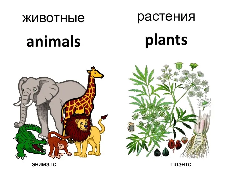 animals животные plants растения энимэлс плэнтс