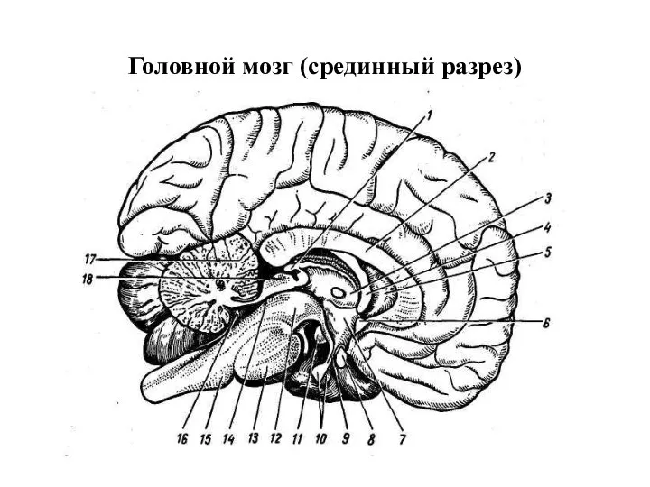 Головной мозг (срединный разрез)