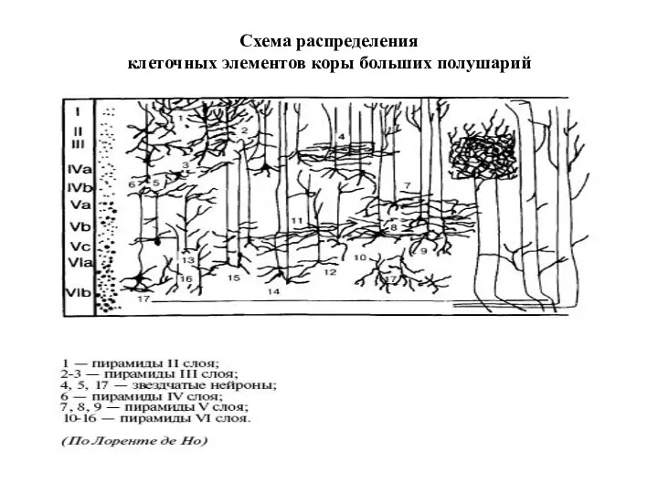 Схема распределения клеточных элементов коры больших полушарий