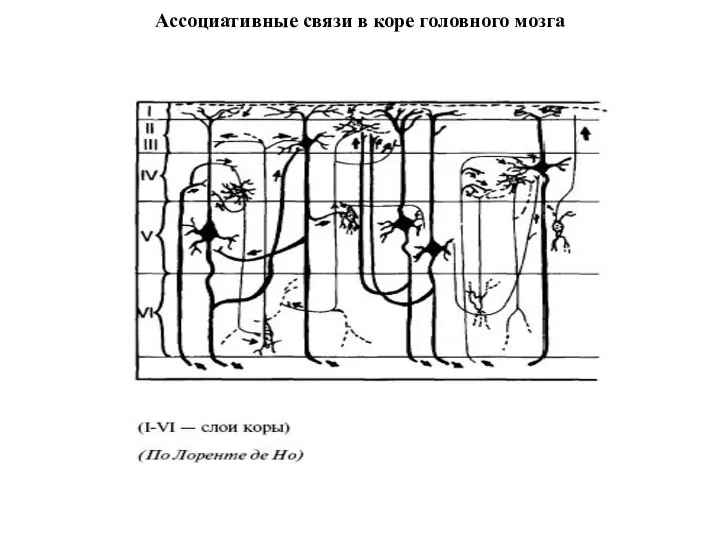 Ассоциативные связи в коре головного мозга