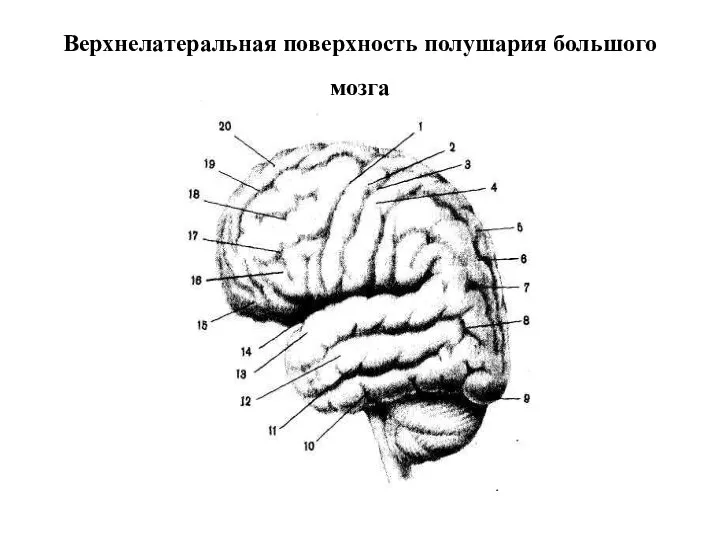 Верхнелатеральная поверхность полушария большого мозга