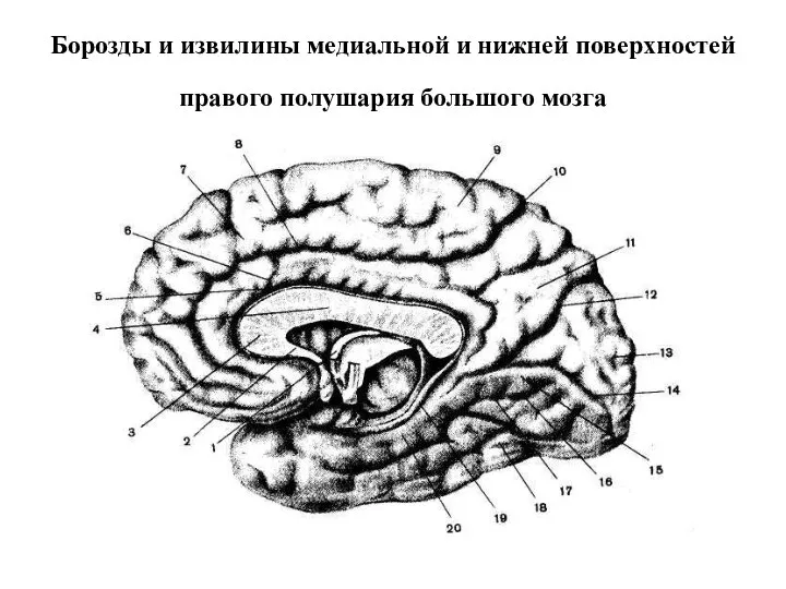 Борозды и извилины медиальной и нижней поверхностей правого полушария большого мозга