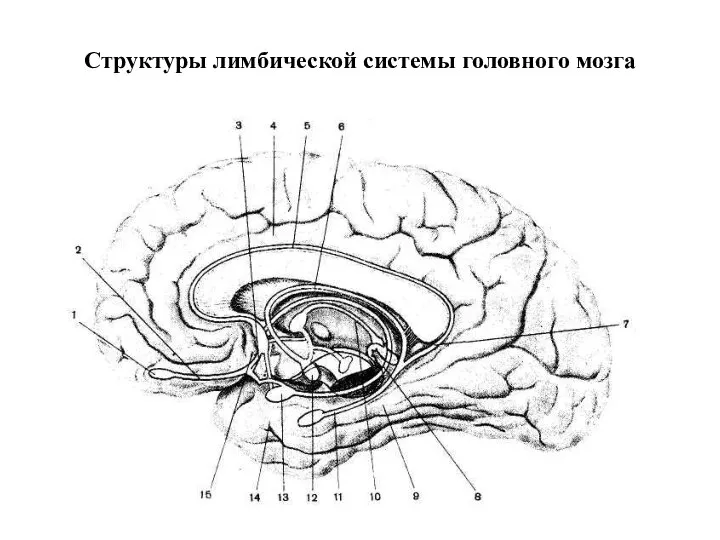 Структуры лимбической системы головного мозга