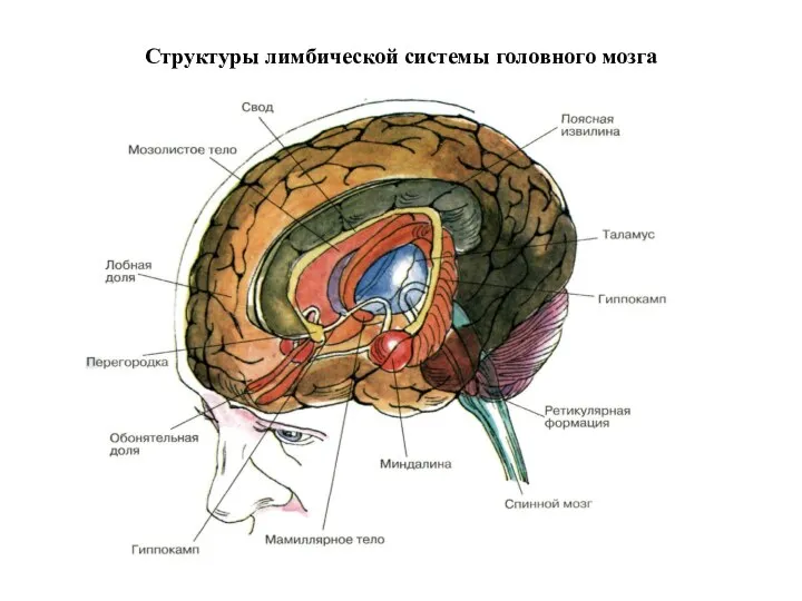 Структуры лимбической системы головного мозга