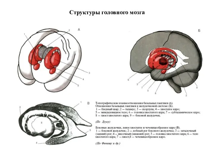 Структуры головного мозга