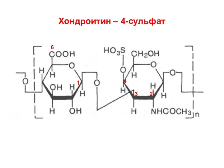 Хондроитин – 4-сульфат 1 3 6 2 4