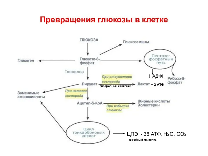 Превращения глюкозы в клетке НАДФН ЦПЭ - 38 АТФ, H2O, CO2 +