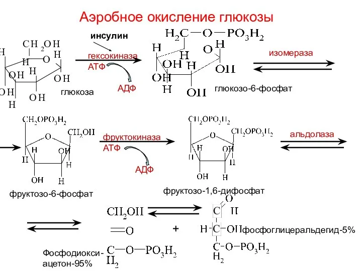 глюкоза Аэробное окисление глюкозы гексокиназа ATФ AДФ изомераза фруктокиназа ATФ AДФ фруктозо-1,6-дифосфат