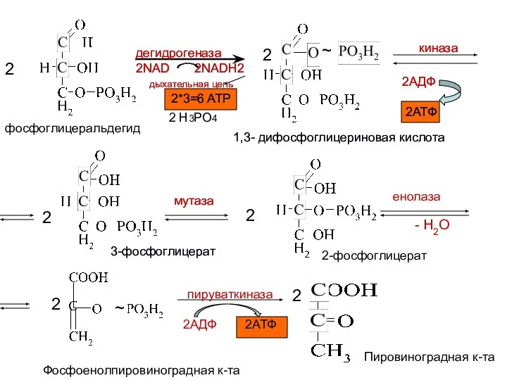 дегидрогеназа 2NAD 2NADH2 дыхательная цепь 2*3=6 ATP 2 ~ 1,3- дифосфоглицериновая кислота