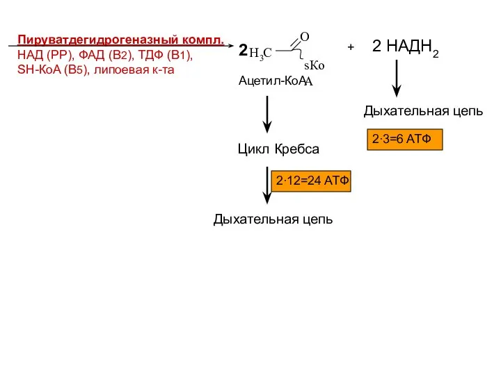 Пируватдегидрогеназный компл. НAД (PP), ФAД (B2), TДФ (B1), SH-КoA (B5), липоевая к-та