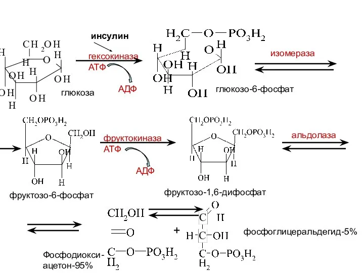 глюкоза гексокиназа ATФ AДФ изомераза фруктокиназа ATФ AДФ фруктозо-1,6-дифосфат альдолаза O H