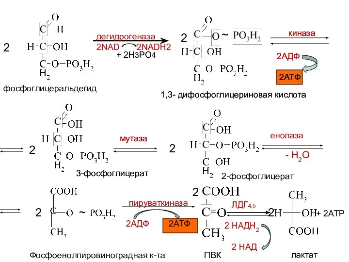 2 ~ 1,3- дифосфоглицериновая кислота киназа 3-фосфоглицерат 2 мутаза 2-фосфоглицерат енолаза -