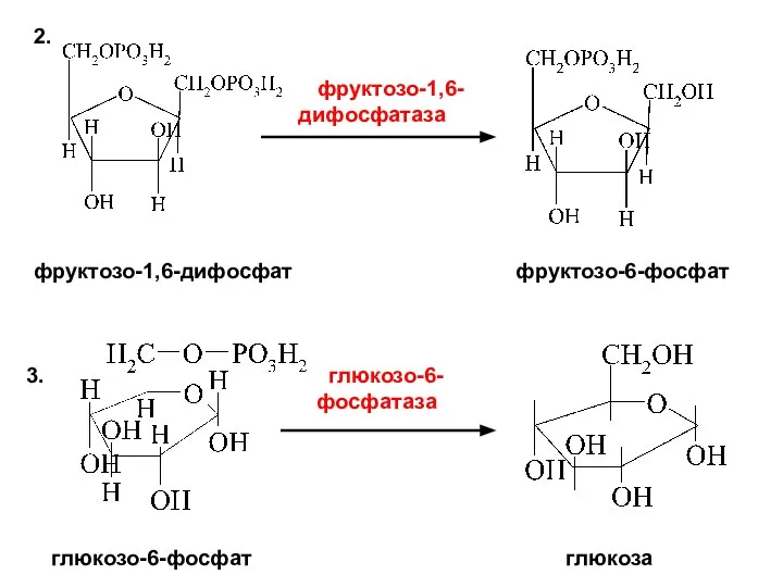 2. фруктозо-1,6- дифосфатаза фруктозо-1,6-дифосфат фруктозо-6-фосфат глюкозо-6- фосфатаза глюкозо-6-фосфат глюкоза