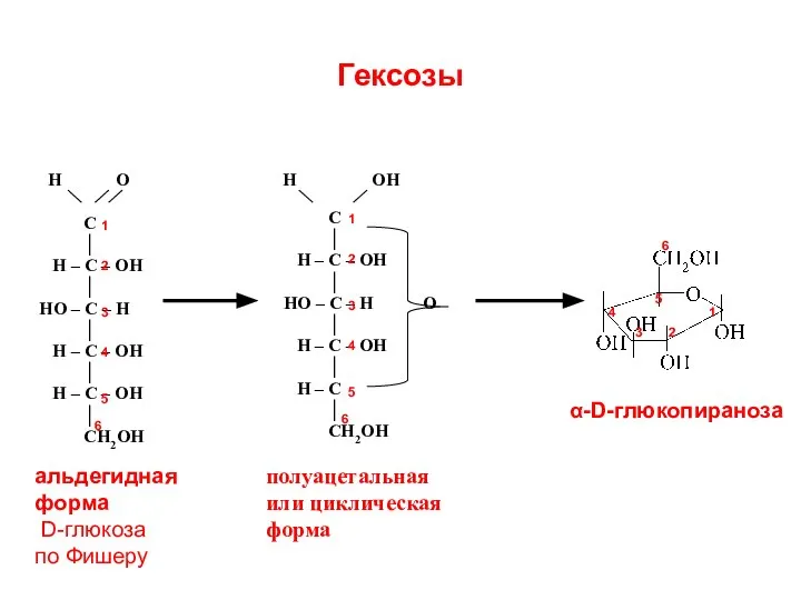 Гексозы α-D-глюкопираноза 1 2 3 4 5 6 1 2 3 4