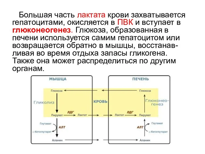 Большая часть лактата крови захватывается гепатоцитами, окисляется в ПВК и вступает в