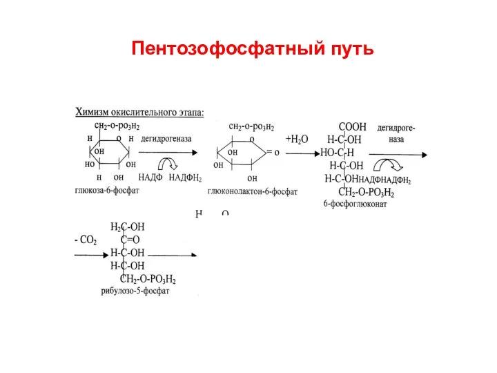 Пентозофосфатный путь