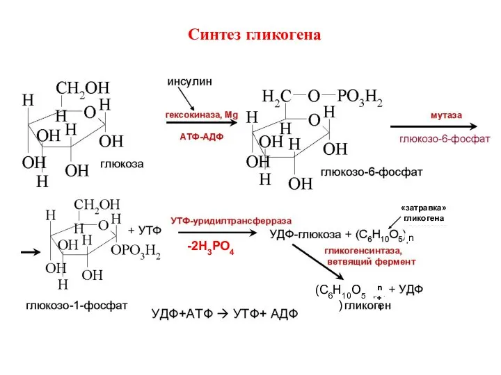 Синтез гликогена -2Н3РО4 n+1 (С6Н10О5) «затравка» гликогена n