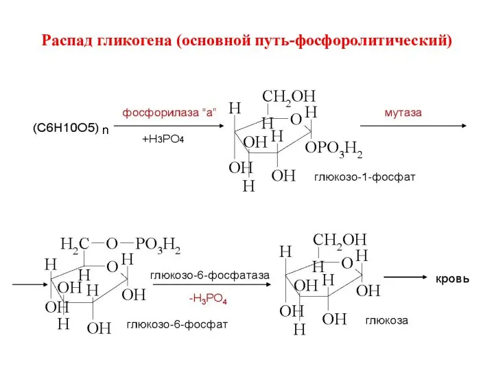n Распад гликогена (основной путь-фосфоролитический)