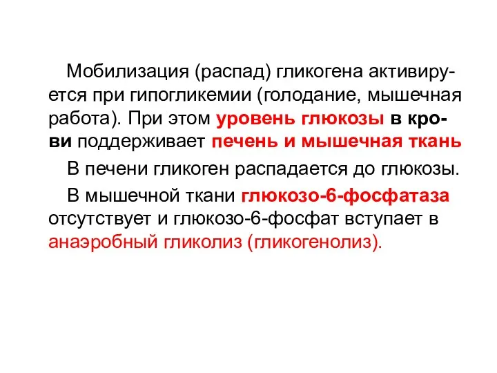 Мобилизация (распад) гликогена активиру-ется при гипогликемии (голодание, мышечная работа). При этом уровень